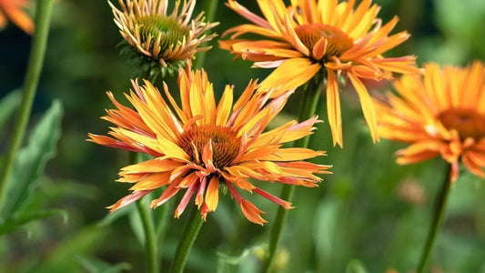 Echinacea ‘Big Kahuna’ — large honey-mango orange coneflowers with warm brown spiny cones, multiple blooms on upright stems against a green garden background