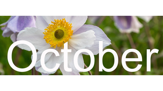 Flower Shows & Plant Fairs - October 2026