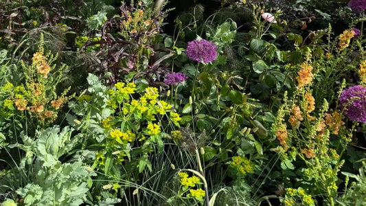 Our RHS Chelsea Journey 2026. Focus On:  A Garden for Every Parkinson’s Journey