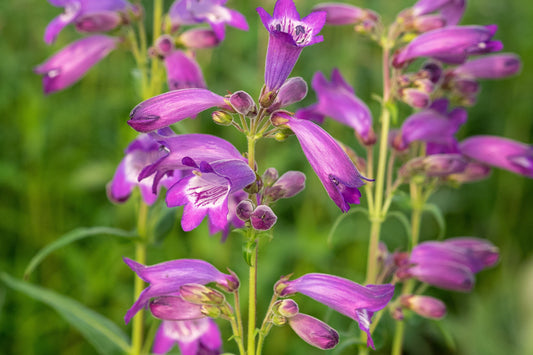 The Penstemon Collection - our top tips for success.