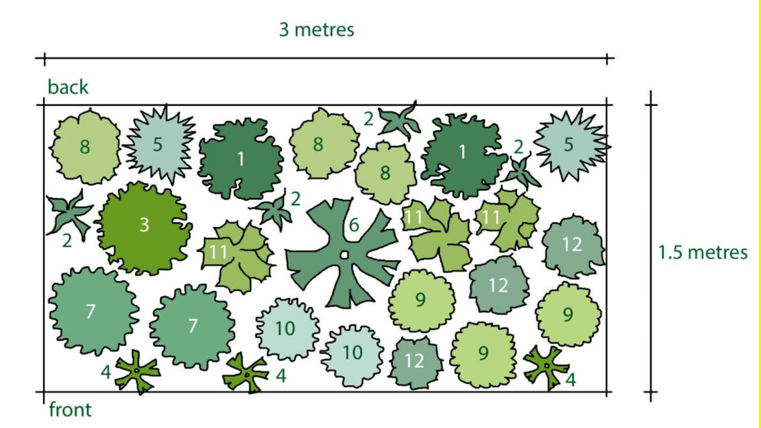 Rosy's White Border Plan - Airy Umbels and Spires - Sun or Part Shade