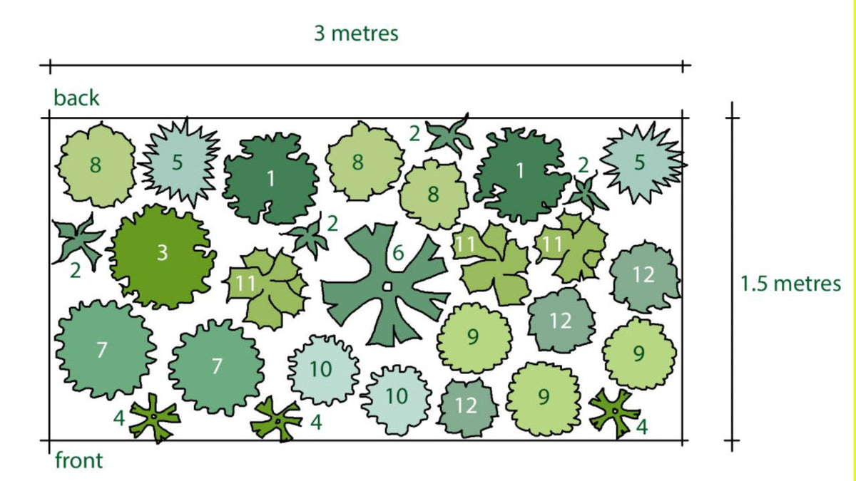 Rosy's White Border Plan - Airy Umbels and Spires - Sun or Part Shade