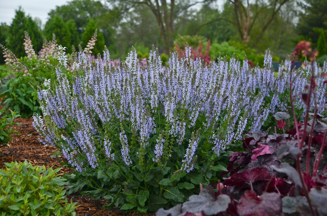 Salvia × sylvestris Crystal Blue — pale sky-blue flower spikes in a summer border