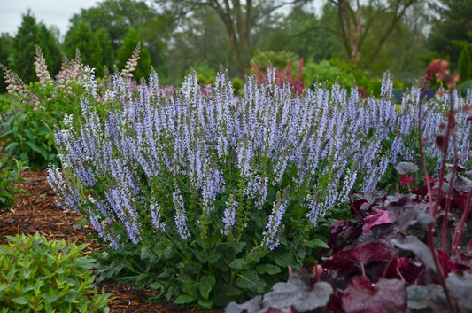 Salvia × sylvestris Crystal Blue — pale sky-blue flower spikes in a summer border