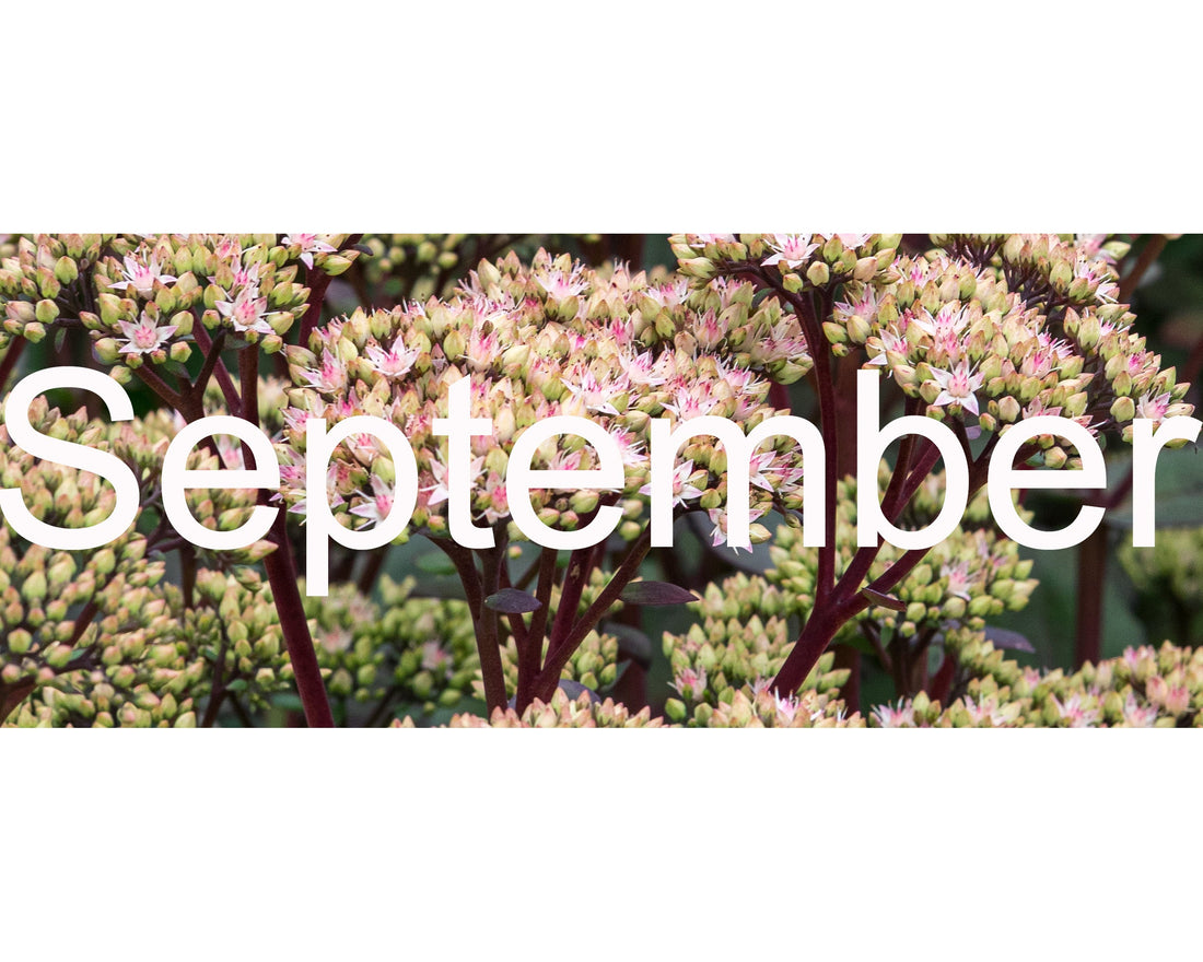 Flower Shows & Plant Fairs - September 2026