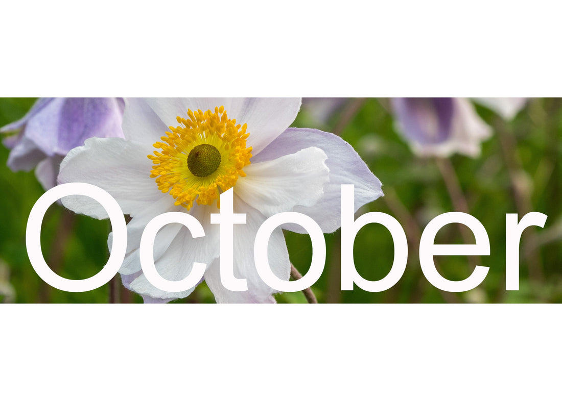 Flower Shows & Plant Fairs - October 2026