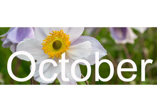 Flower Shows & Plant Fairs - October 2026