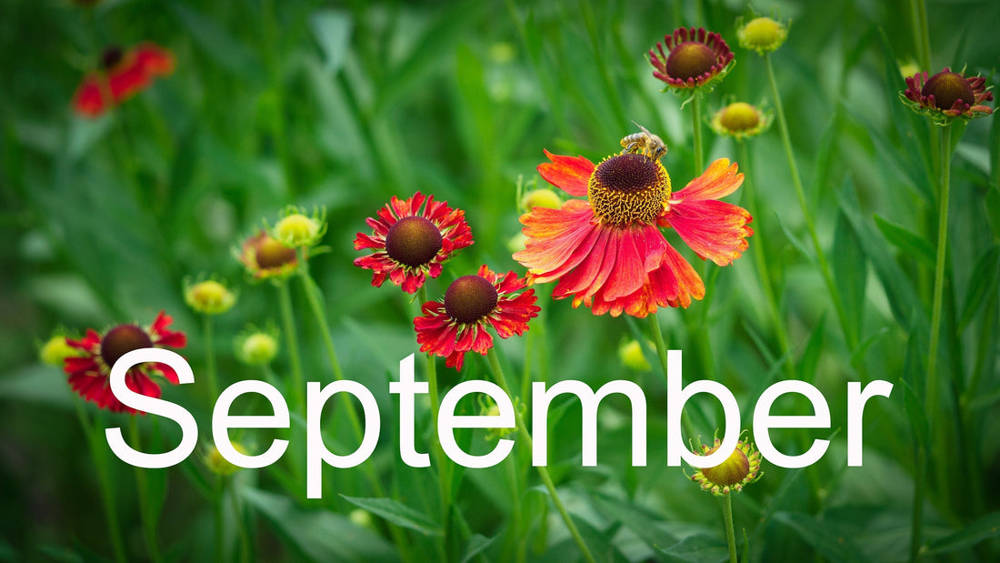 Flower Shows and Plant Fairs