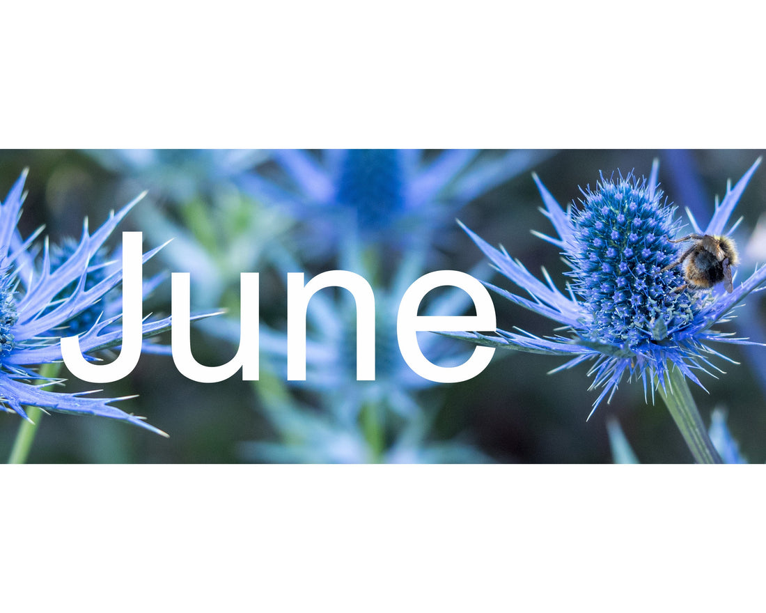 Flower Shows & Plant Fairs - June 2026