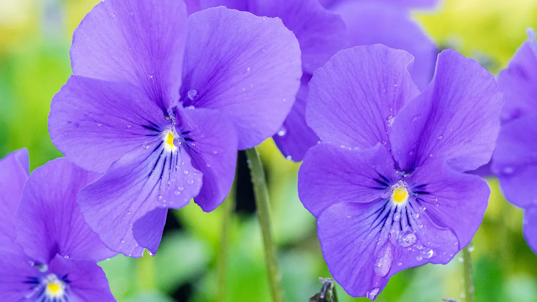Viola Avril Lawson in flower — deep purple blooms with gold eye over heart-shaped evergreen foliage