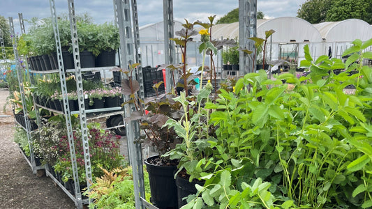 Our RHS Chelsea Journey 2026: Focus on the Kings Foundation 'Curious Garden'