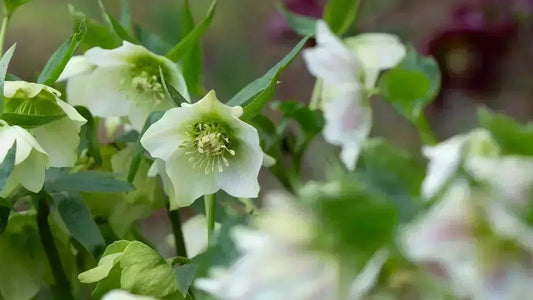 Self-seeded white flowering Hellebores growing in a border beneath deciduous trees and shrubs.