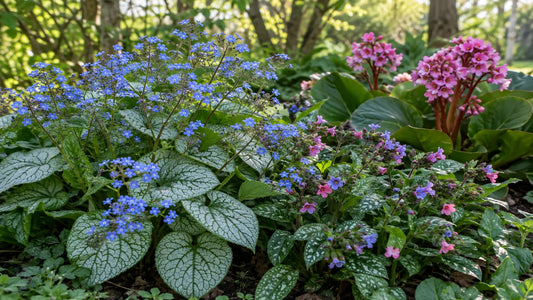 Spring garden border with blue Brunnera, pink and blue Pulmonaria, and pink Bergenia in dappled shade.
