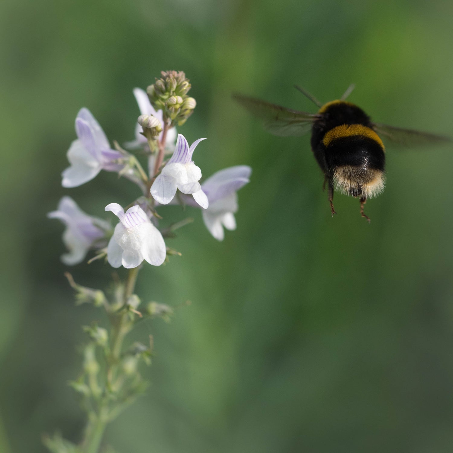 Pollinator friendly