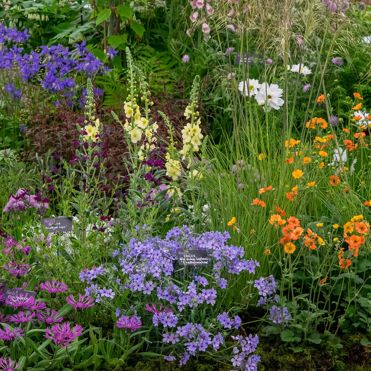 Hardy's RHS Chelsea 2019 display — browse our Herbaceous Perennials collection featuring Phlox 'Chattahoochee', Verbascum 'Gainsborough', Geum 'Totally Tangerine' and Stipa gigantea