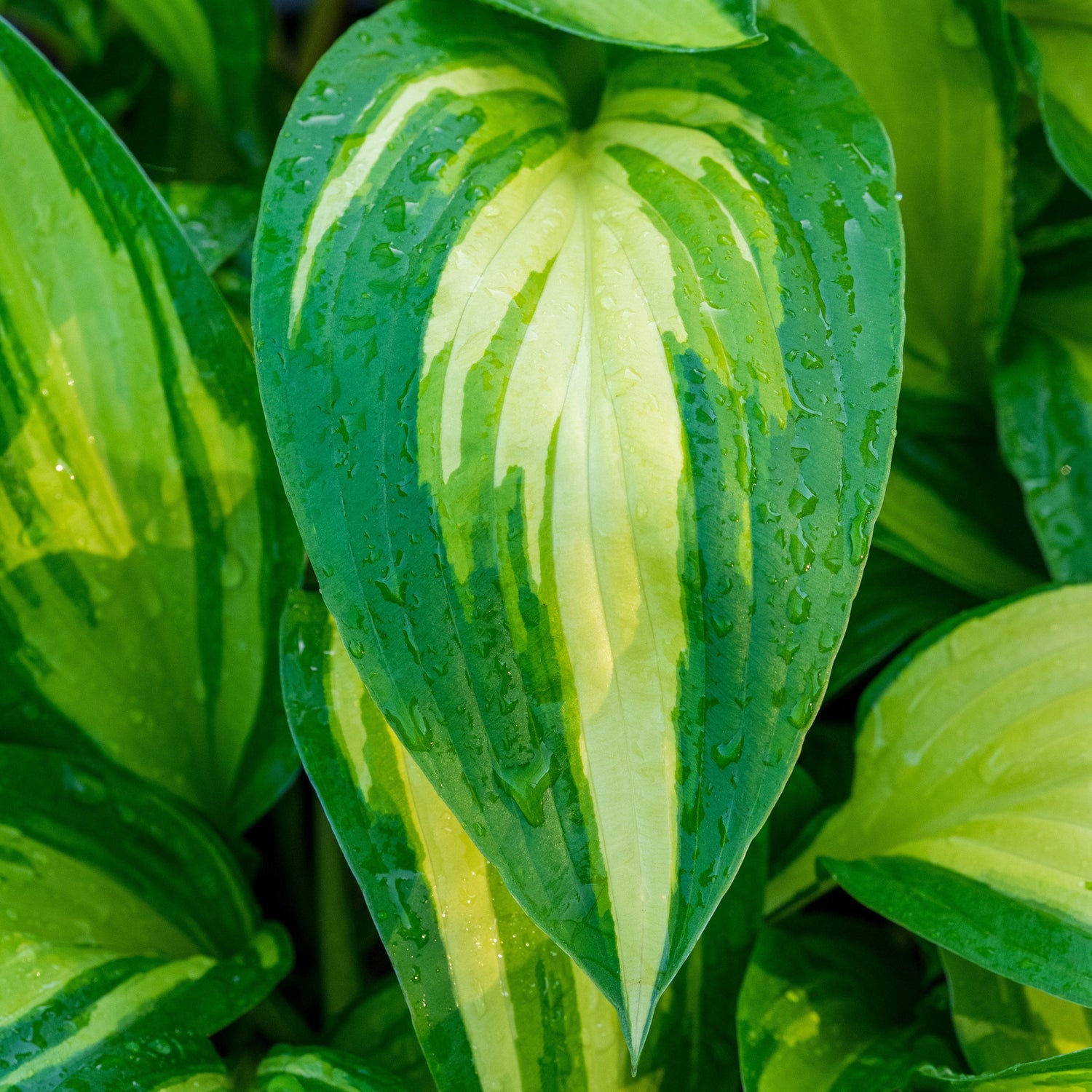 Ferns & Hostas