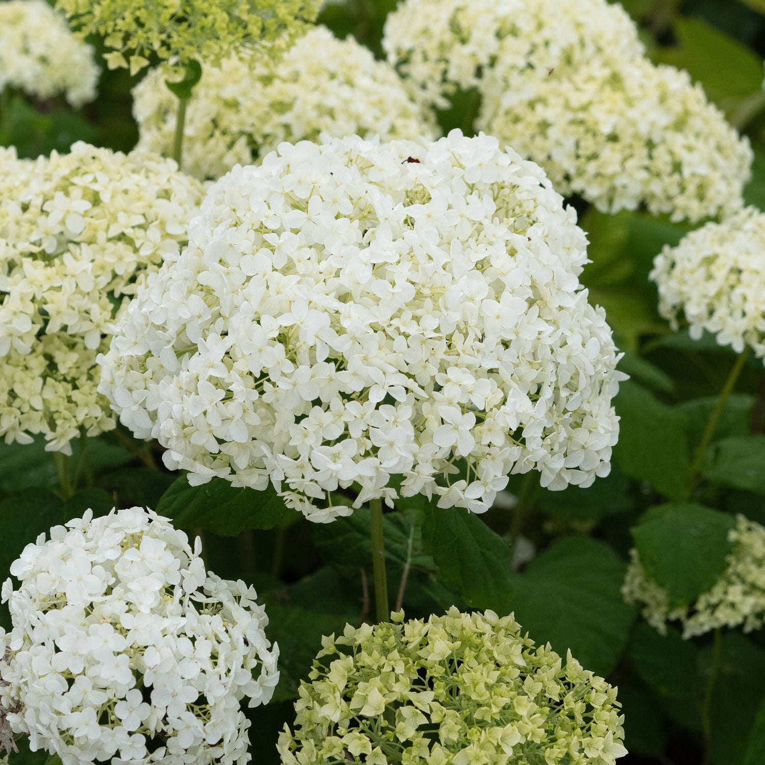 Shrubs & Climbers