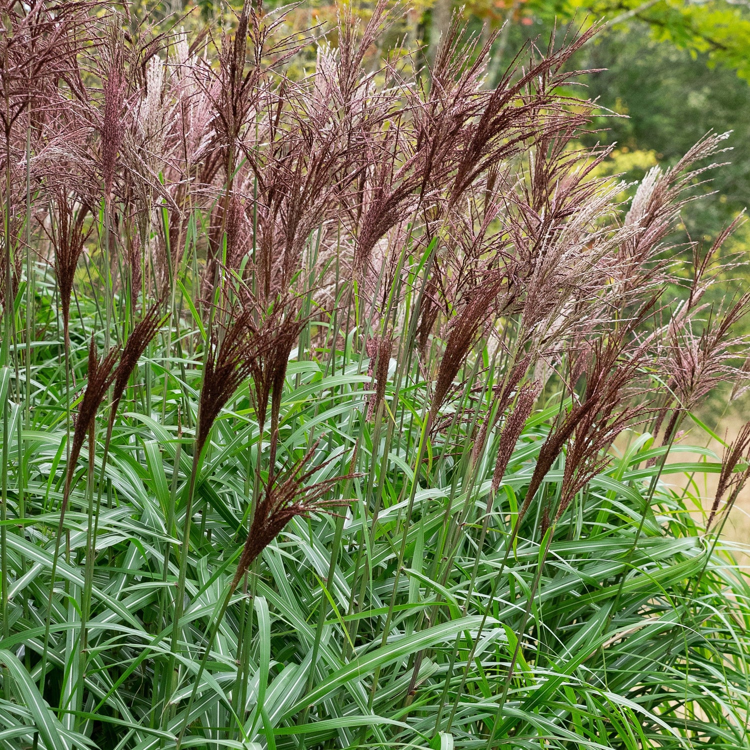 Grasses