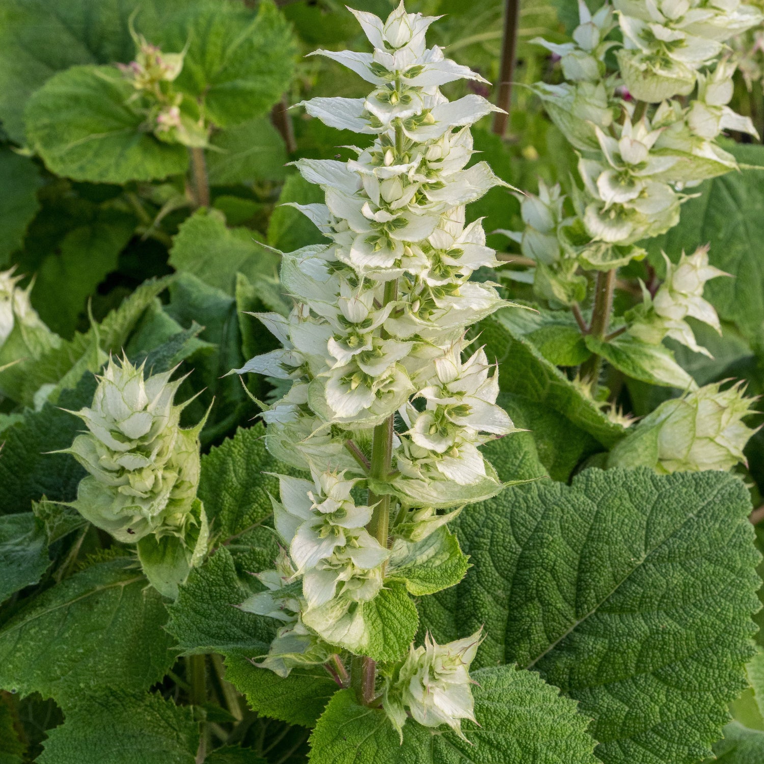 Annuals and Biennials