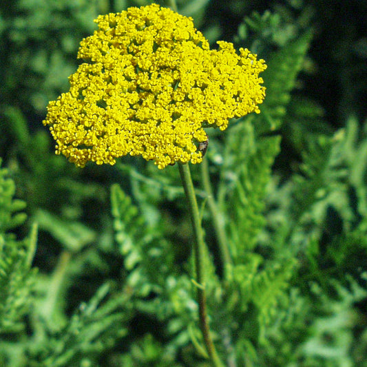 Achillea filipendulina 'Cloth of Gold'