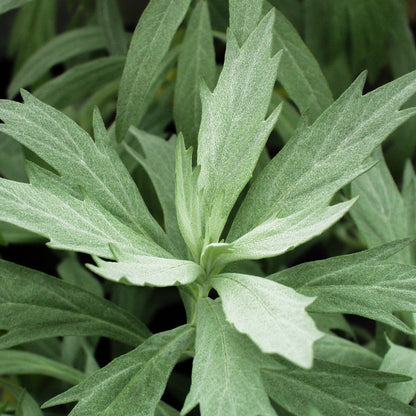 Artemisia ludoviciana 'Valerie Finnis' - Hardy's Cottage Garden Plants