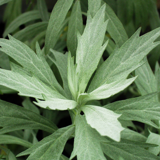 Artemisia ludoviciana 'Valerie Finnis'