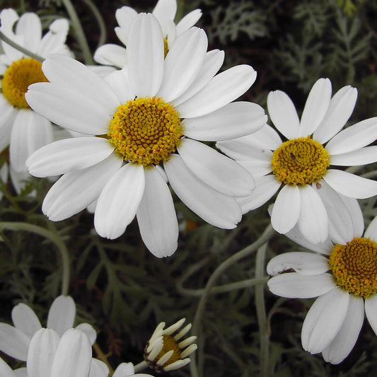 Anthemis cupaniana