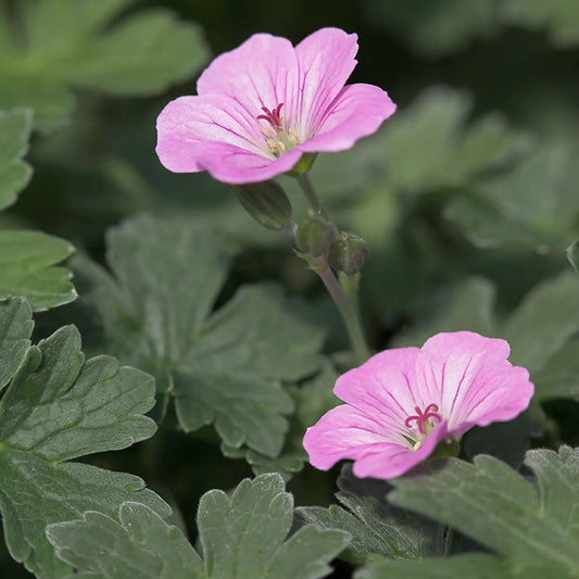 Two pink geranium flowers with grey-green leaves in a natural garden setting.