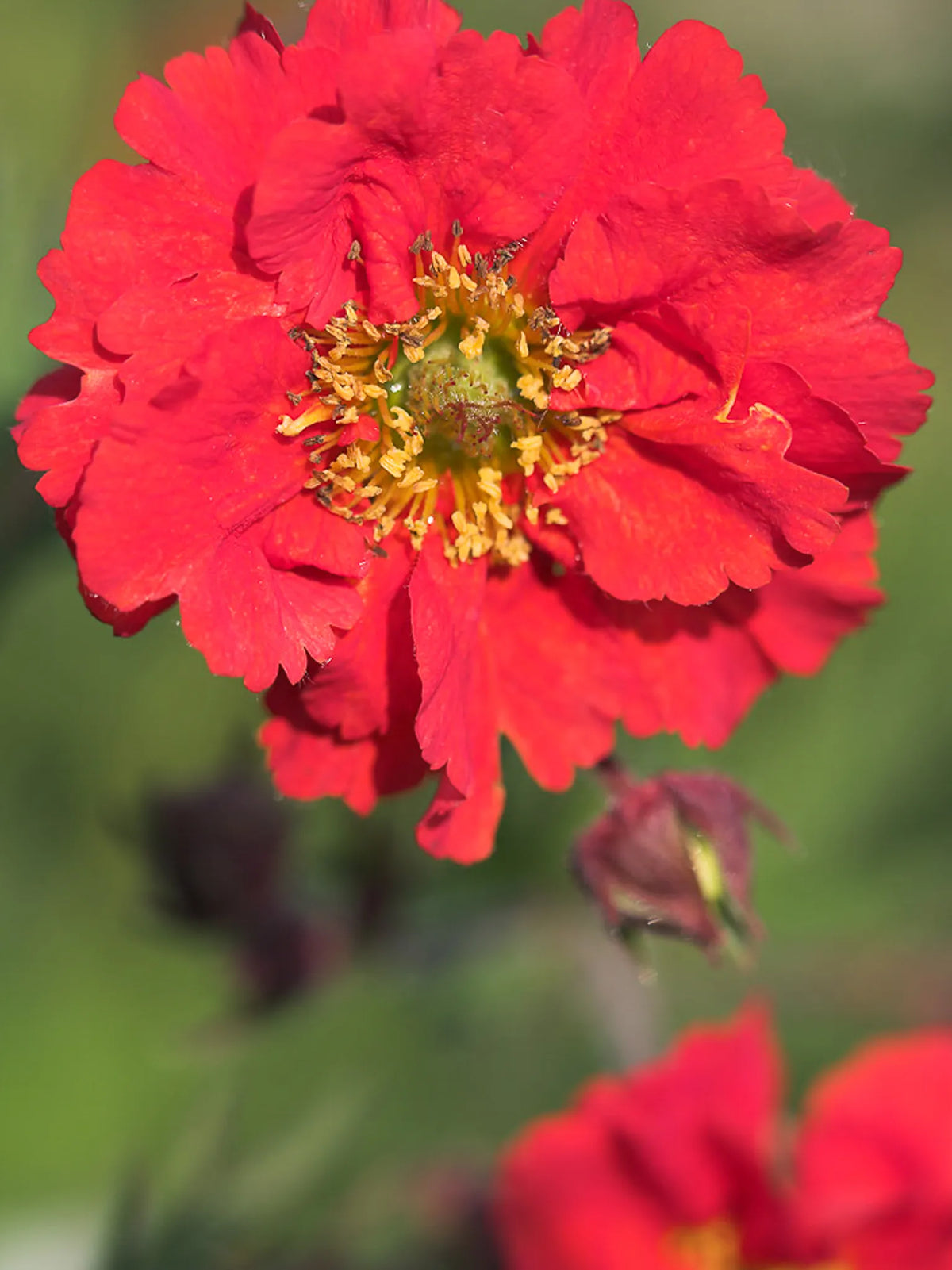 Geum 'Red Wings' - Hardy's Cottage Garden Plants