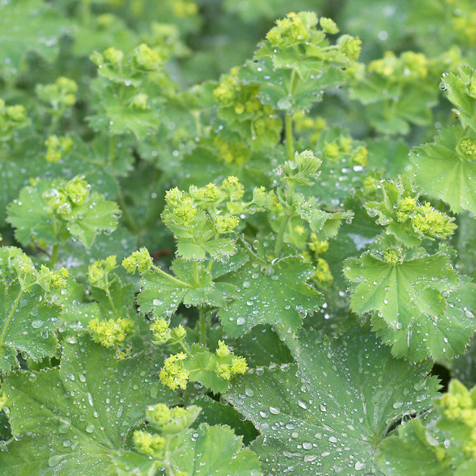 Alchemilla mollis - Hardy's Cottage Garden Plants