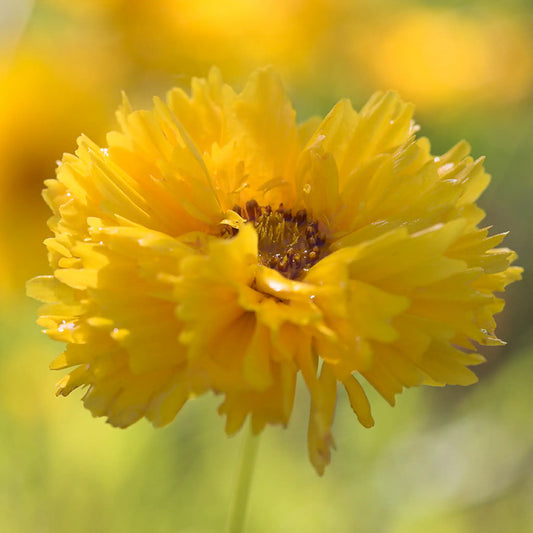 Coreopsis grandiflora 'Sunray' - Hardy's Cottage Garden Plants