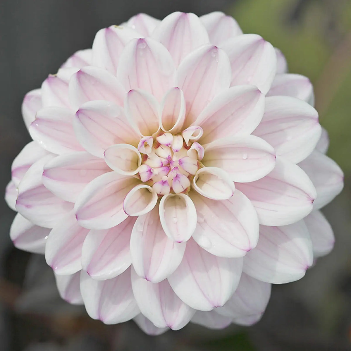Dahlia 'Fusion' - Hardy's Cottage Garden Plants