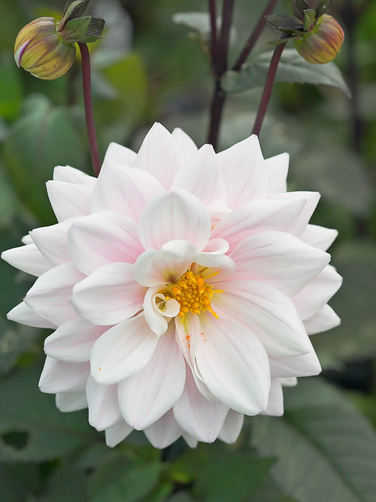 Dahlia 'Fusion' - Hardy's Cottage Garden Plants