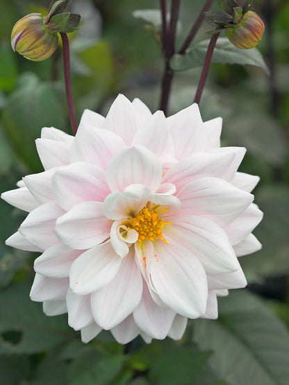 Dahlia 'Fusion' - Hardy's Cottage Garden Plants