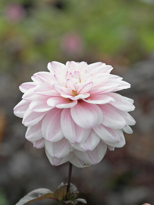 Dahlia 'Fusion' - Hardy's Cottage Garden Plants