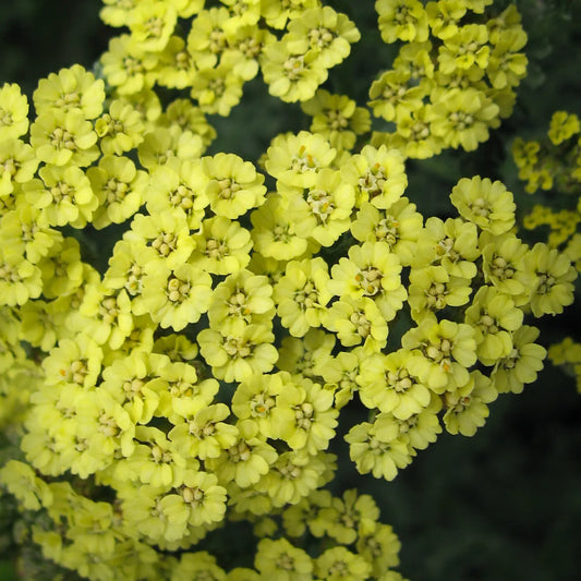 Achillea Anthea ('Anblo')- - Hardy's Cottage Garden Plants
