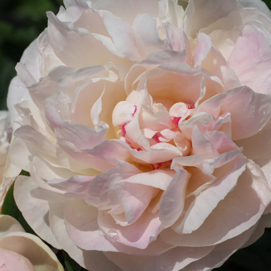 Paeonia lactiflora 'Mothers Choice'