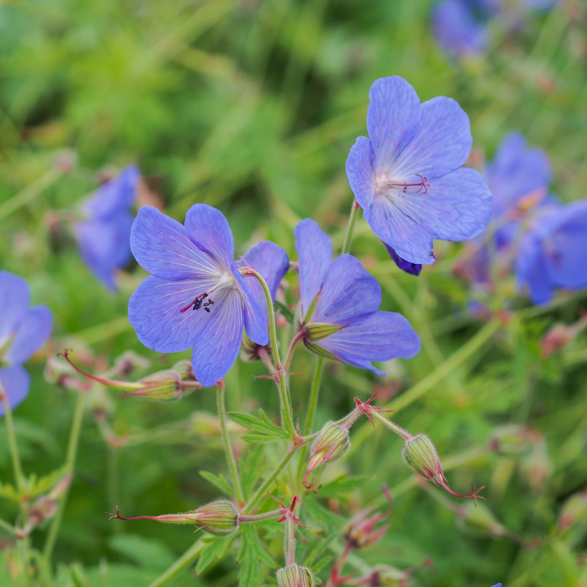 Geranium x johnsonii 'Johnson's Blue' | Hardy's Cottage Garden Plants