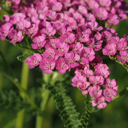 Achillea 'Gloria Jean' — close up of clear mid-pink yarrow flowers with green foliage, hardy perennial.