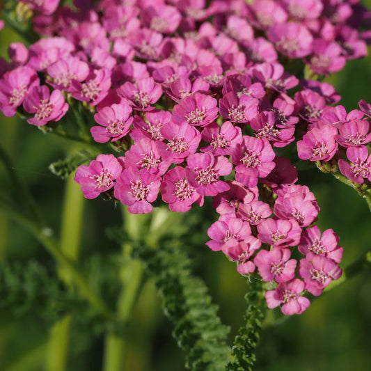 Achillea 'Gloria Jean' — close up of clear mid-pink yarrow flowers with green foliage, hardy perennial.