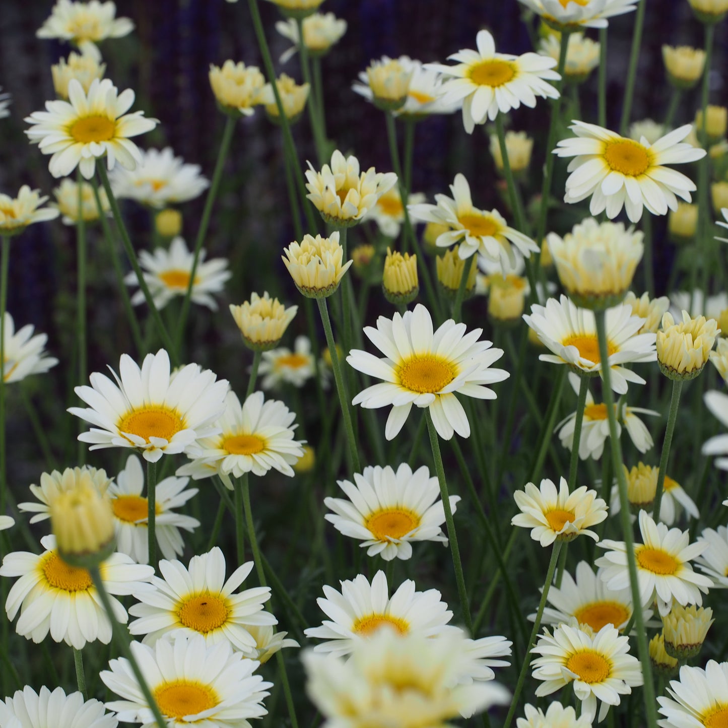 Cota tinctoria 'Sauce Hollandaise'
