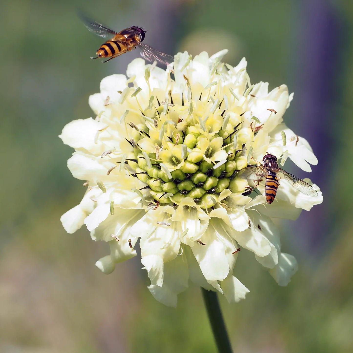 Close-up of a Cephalaria gigantea flowerhead with cream petals and a yellow-green centre, with two hoverflies visiting