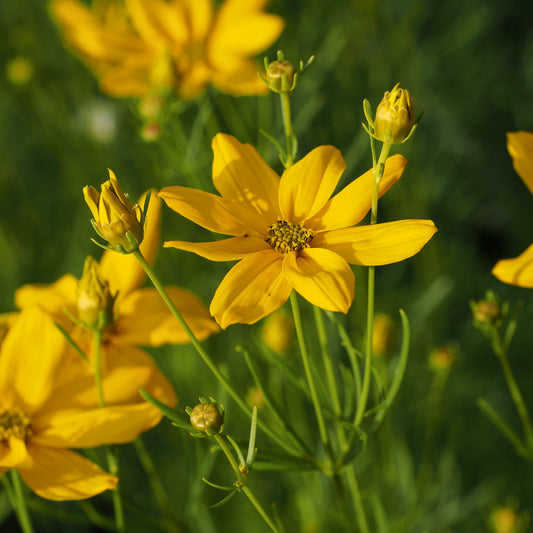 Coreopsis verticillata 'Grandiflora'
