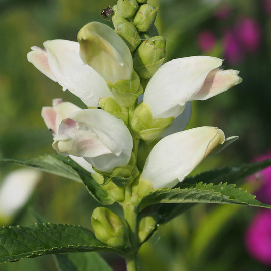 Chelone glabra - Hardy's Cottage Garden Plants