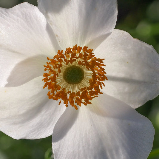 Anemone × hybrida 'Pretty Lady Maria' (PBR) - Hardy's Cottage Garden Plants