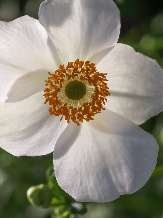 Anemone × hybrida 'Pretty Lady Maria' (PBR) - Hardy's Cottage Garden Plants