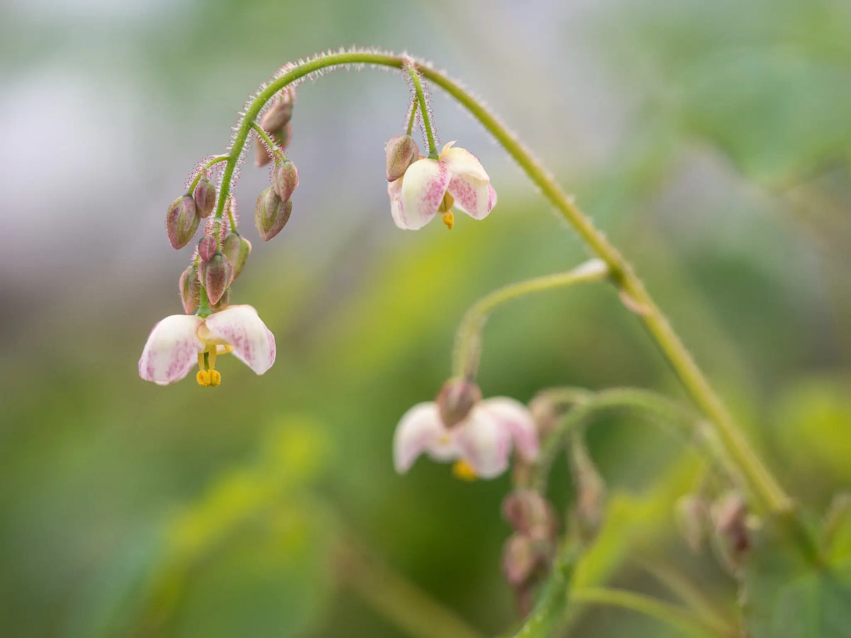 Epimedium pubigerum - Hardy's Cottage Garden Plants