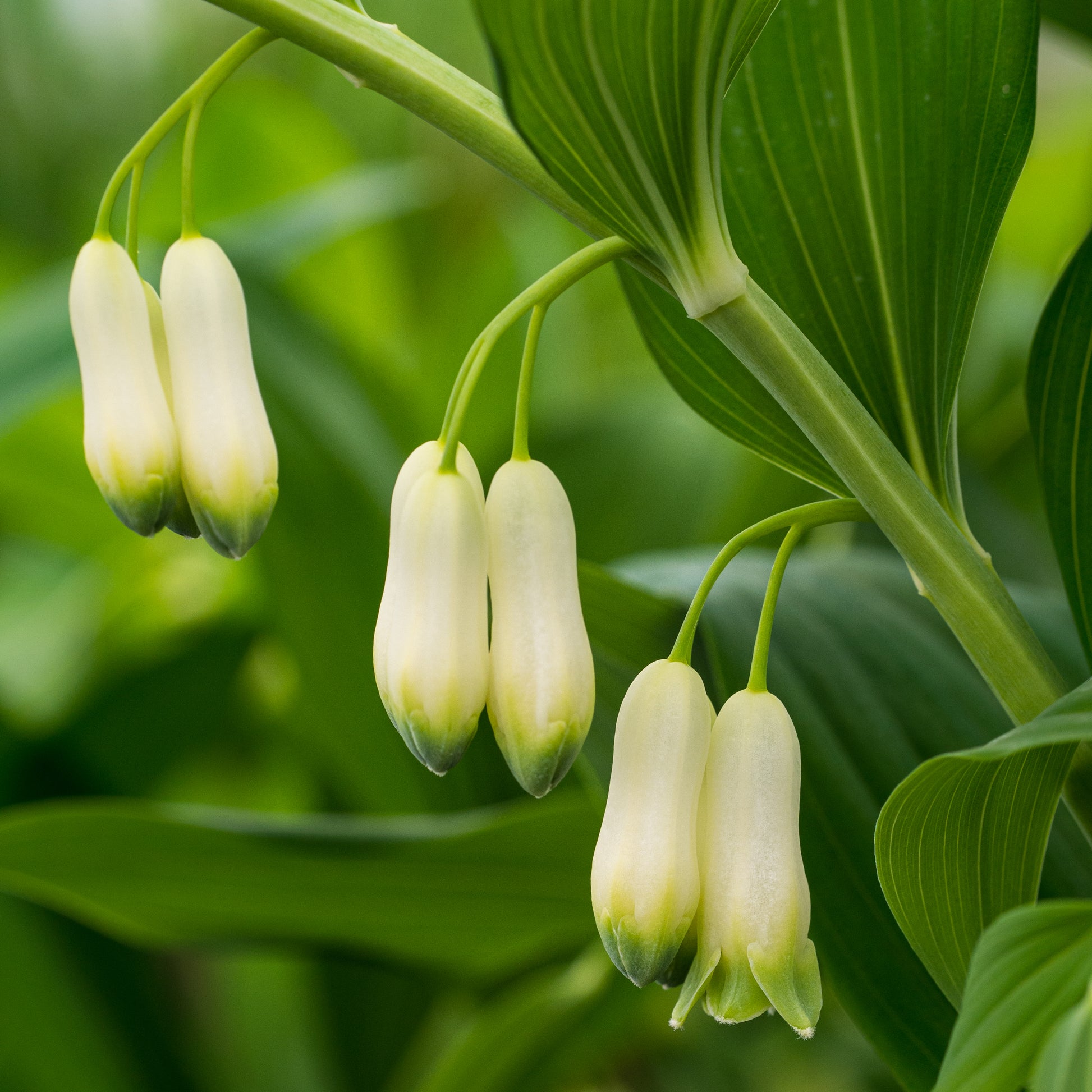 Polygonatum x hybridum - Hardy's Cottage Garden Plants