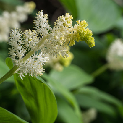 Maianthemum racemosum - Hardy's Cottage Garden Plants