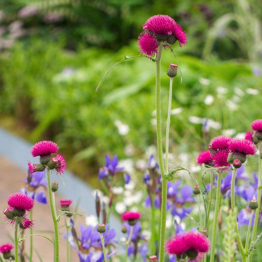 Cirsium rivulare 'Atropurpureum' - Hardy's Cottage Garden Plants